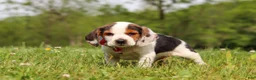 Beagle dogs for sale: Ranger - Ad 4