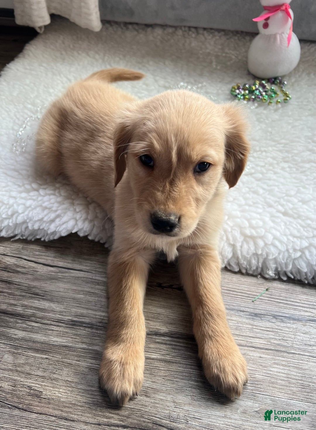 Golden Retriever dogs for sale: Remi - Ad 4