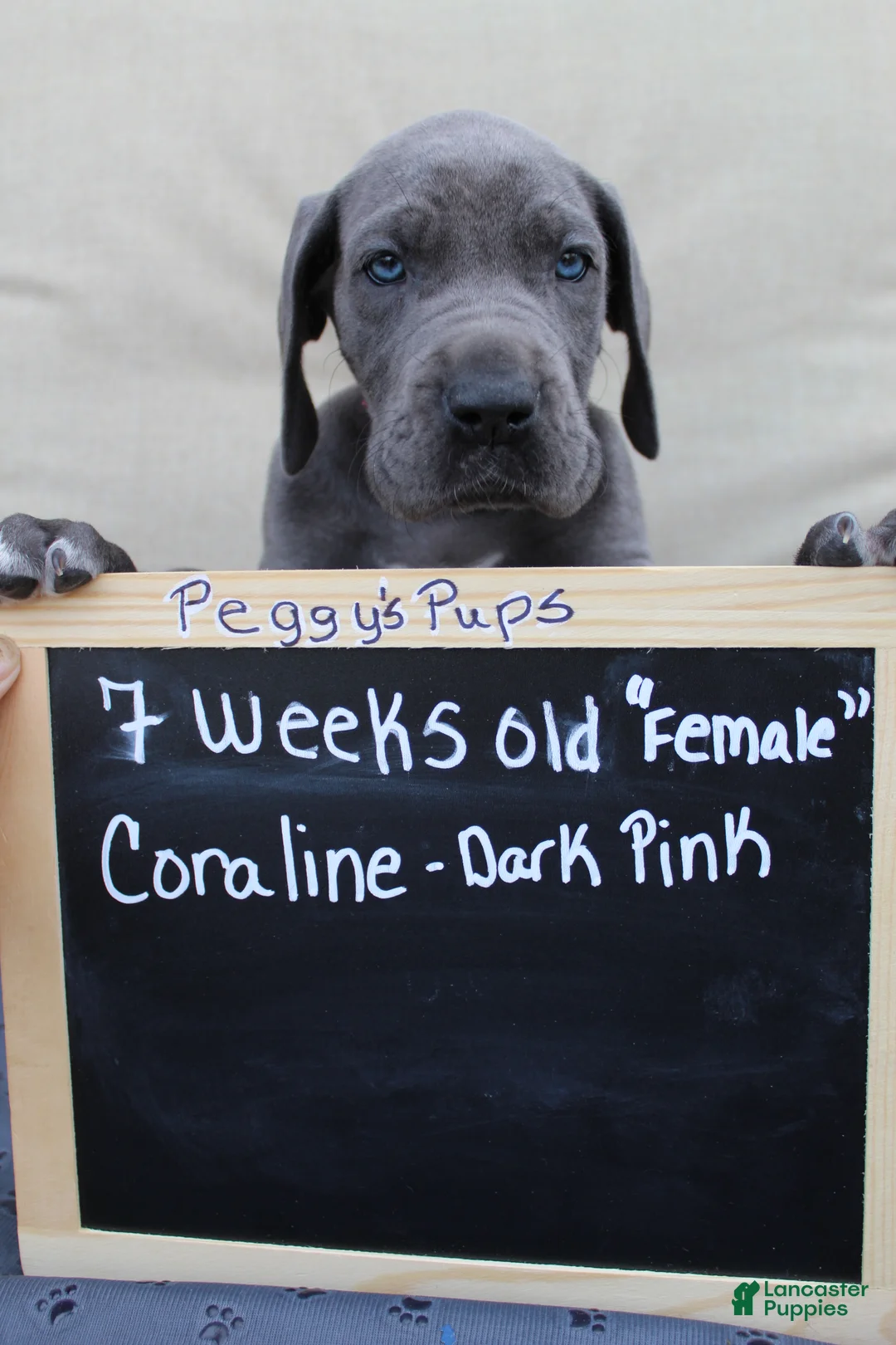 Great Dane dogs for sale: Coraline - Ad 2