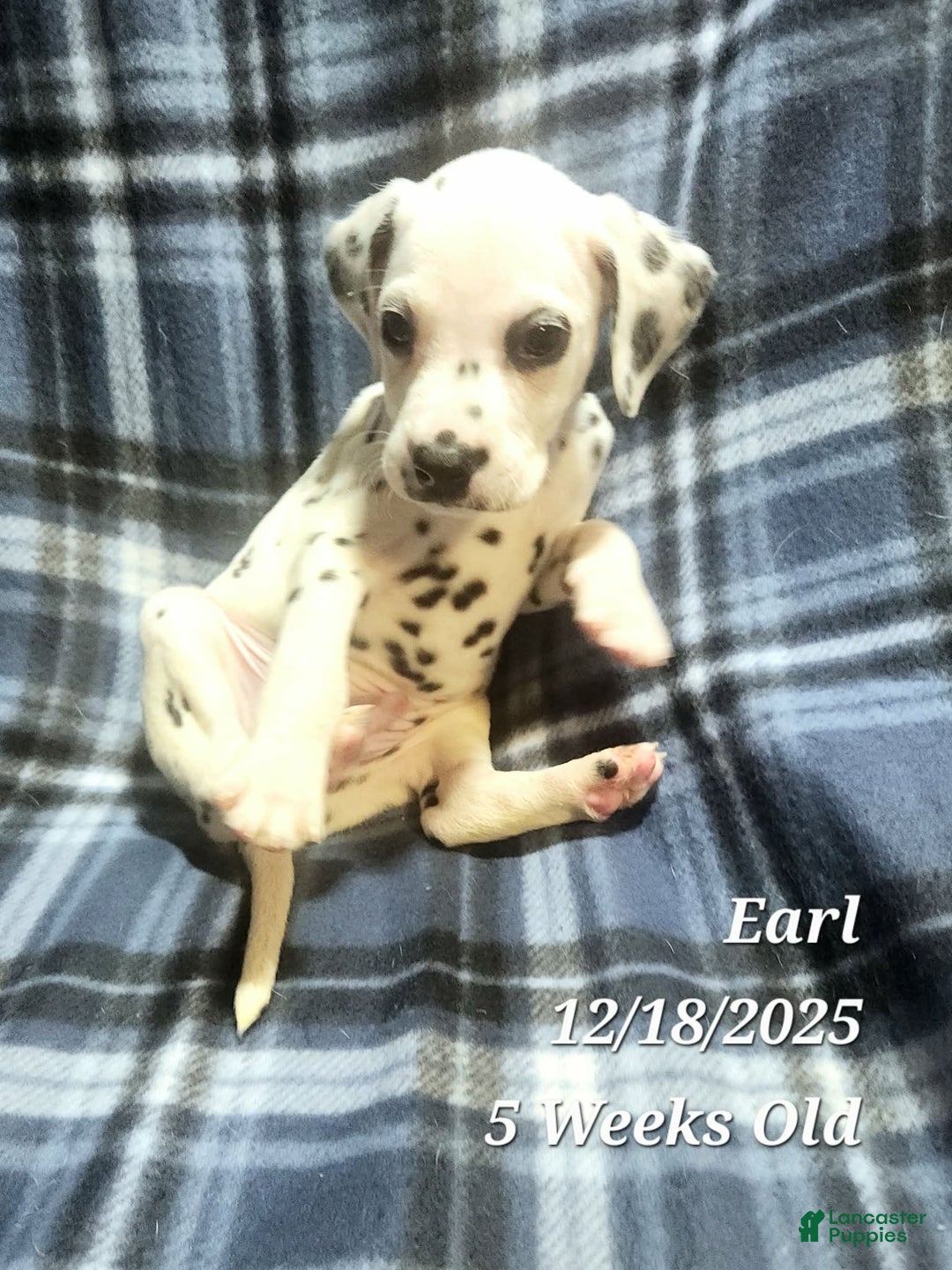 Dalmatian dogs for sale: Earl - Ad 2