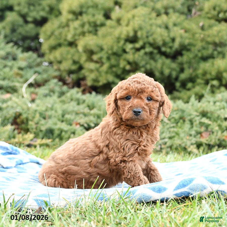 Mini Goldendoodle dogs Sammy - Ad 27