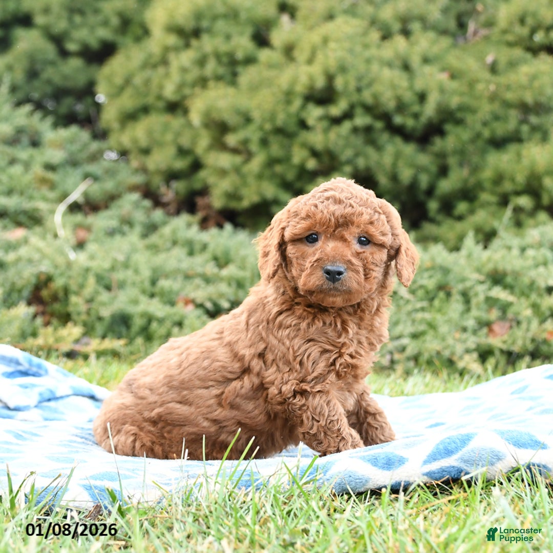 Mini Goldendoodle dogs for sale: Sammy - Ad 1