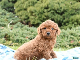 Mini Goldendoodle dogs Sammy - Ad 38