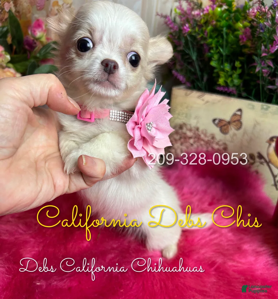 Chihuahua dogs for sale: Bo PEEP in Cakifornia - Ad 2