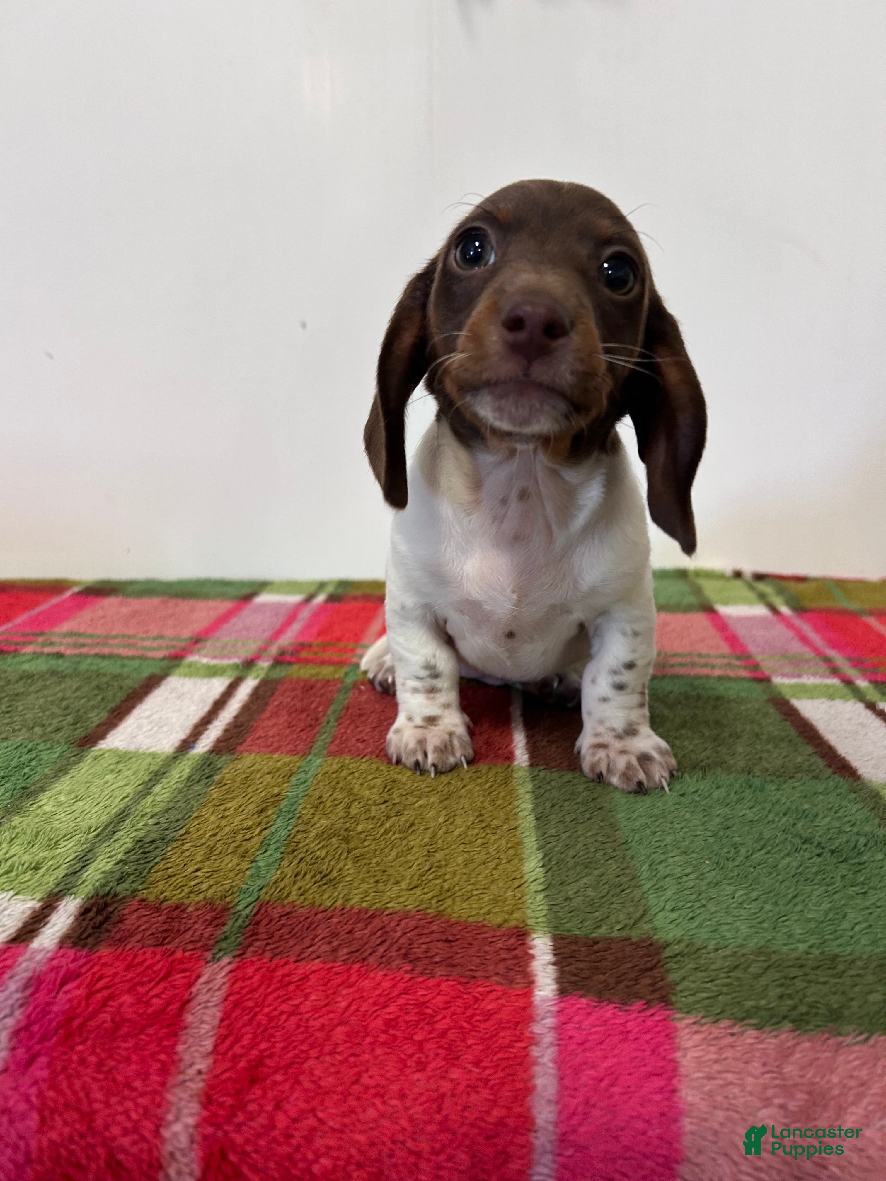 Miniature Dachshund dogs Nellie - Ad 1