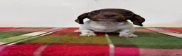 Miniature Dachshund dogs for sale: Nellie - Ad 1