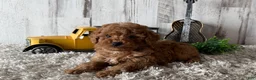 Toy Poodle dogs for sale: Valor - Ad 4