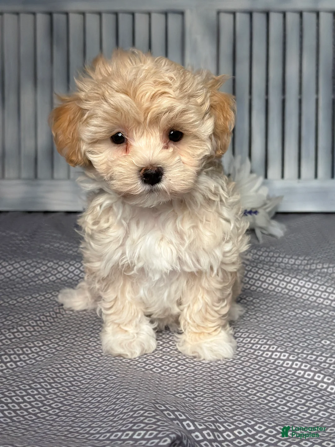 Maltipoo dogs for sale: Emily  - Ad 1