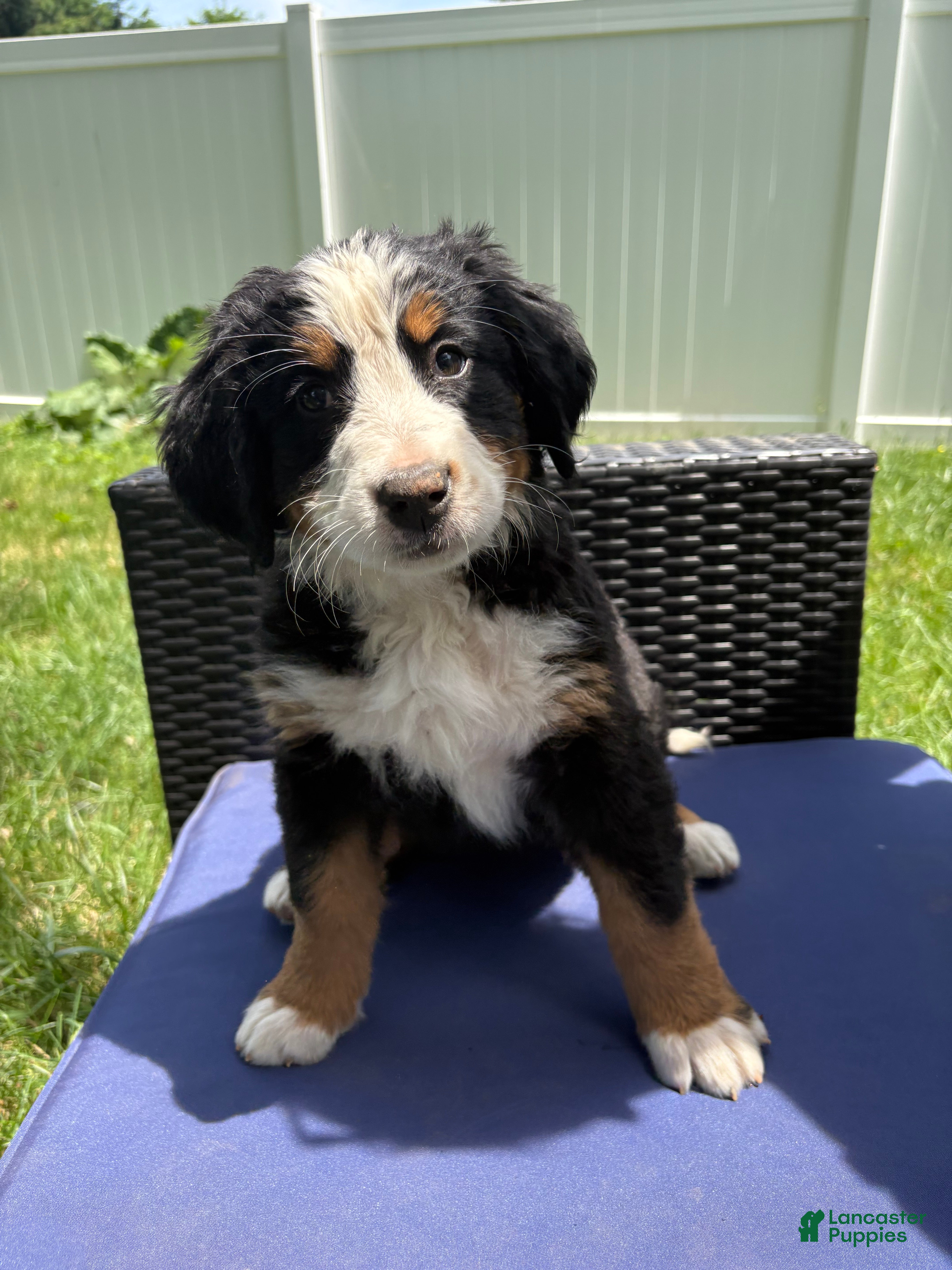 Bernese Mountain Dog dogs Baileys - Ad 2