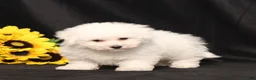 Bichon Frise dogs for sale: Marty - Ad 5
