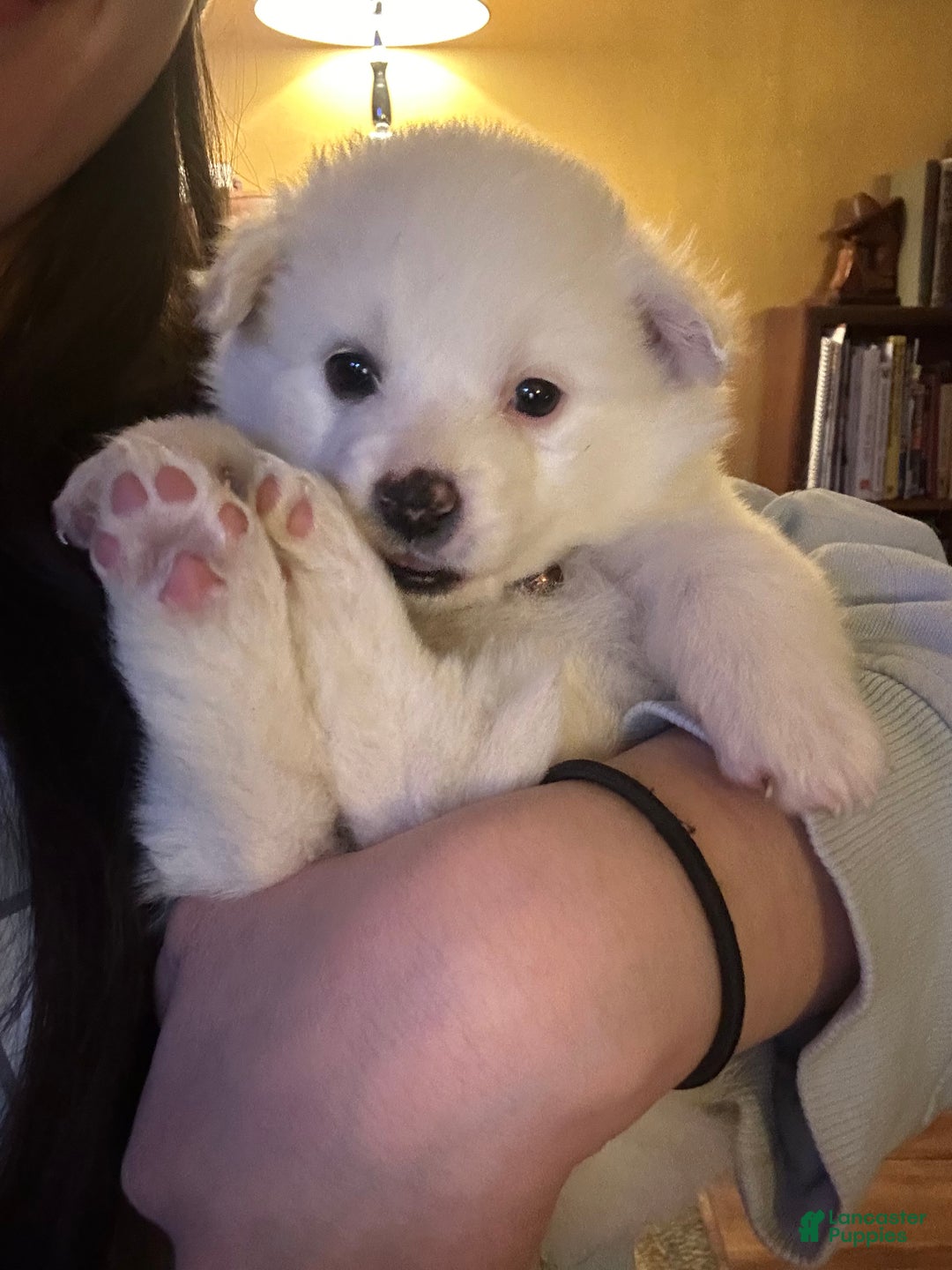 American Eskimo dogs for sale: Annie - Ad 3