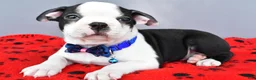 Boston Terrier dogs for sale: Sylis - Ad 3