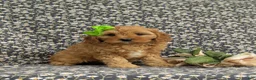 Cavapoo dogs for sale: Camryn - Ad 2