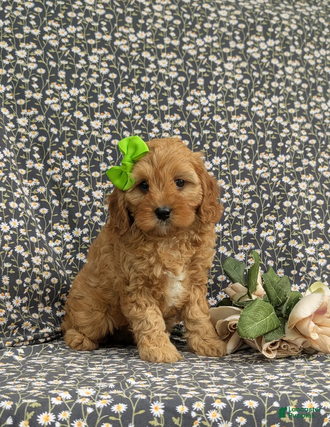 Cavapoo dogs for sale: Camryn - Ad 2