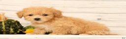 Bichpoo dogs for sale: Oaklynn - Ad 7
