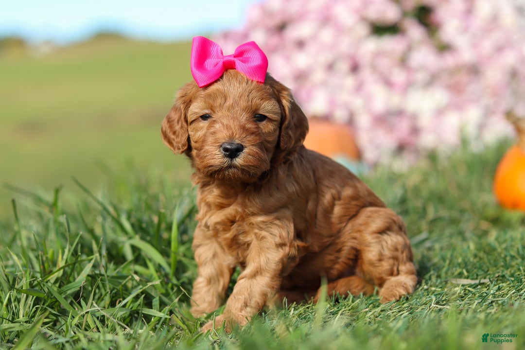 Cavapoo dogs for sale: Buttercup - Ad 2