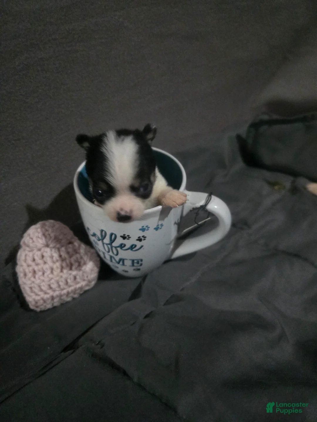 Chihuahua dogs for sale: Chihuahua Puppy 2 - Ad 2