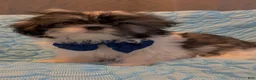Shih Tzu dogs for sale: Prince  - Ad 3