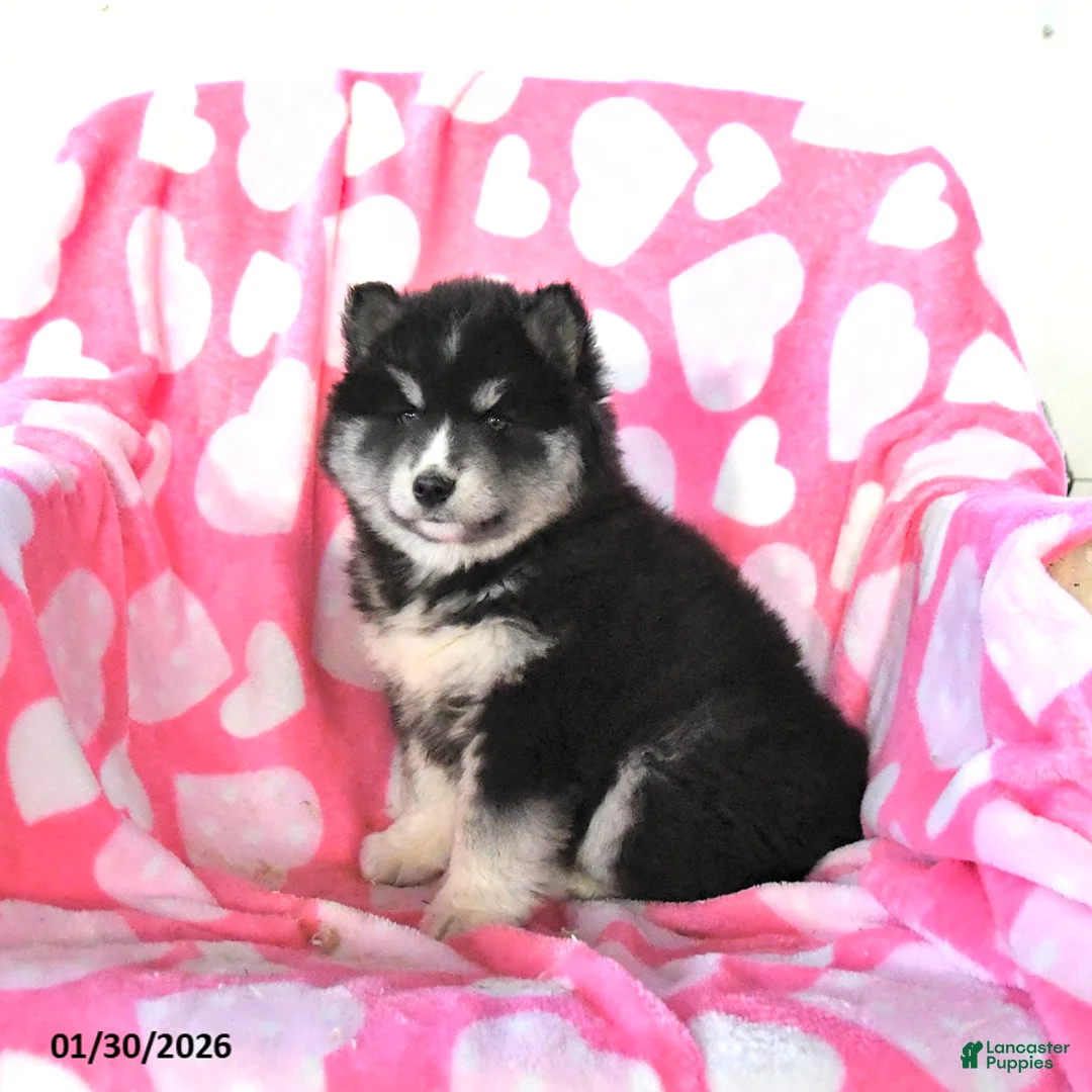 Pomsky dogs for sale: Sage - Ad 3