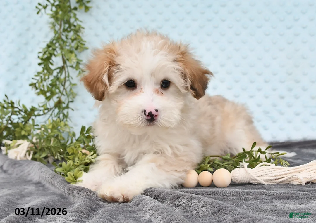 Havapoo dogs for sale: Echo - Ad 1