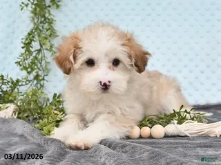 Havapoo dogs for sale: Echo - Ad 2