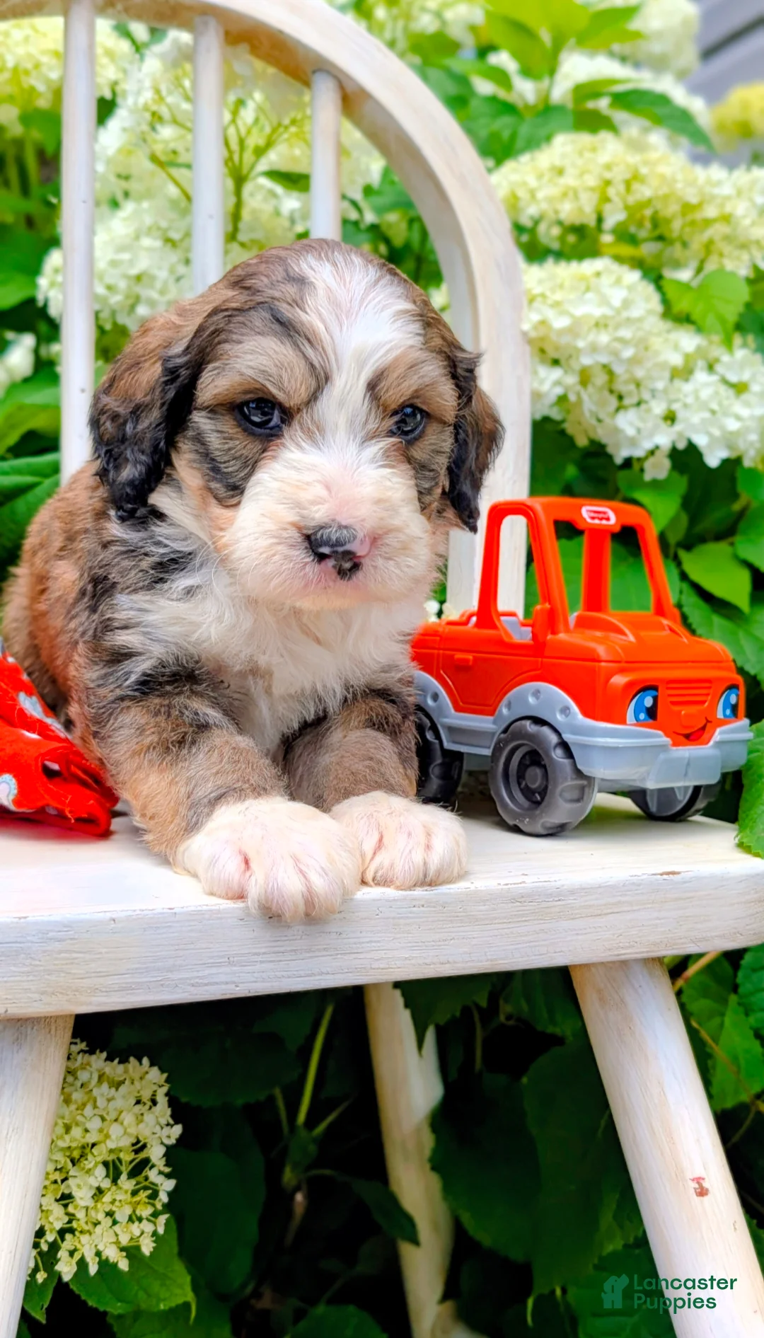 Bernedoodle dogs for sale: TEDDY  - Ad 1
