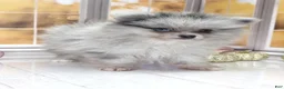 Pomeranian dogs for sale: Blackberry - Blue Merle 1 Blue Eye Pom Puppy - CH Lines! - Ad 5