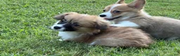 Welsh Corgi Pembroke dogs for sale: Fluffy Girl - Ad 13