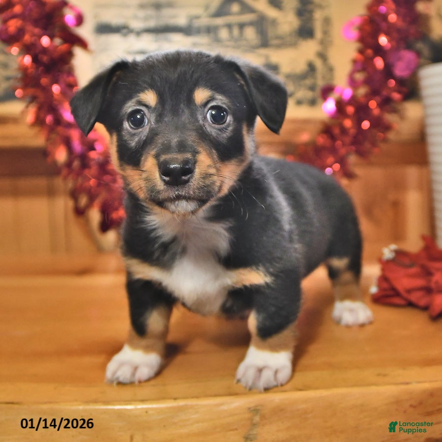 Welsh Corgi Pembroke dogs Scotty - Ad 38