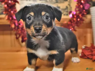 Welsh Corgi Pembroke dogs Scotty - Ad 18