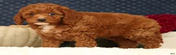 Cavapoo dogs for sale: Shelly - Ad 7