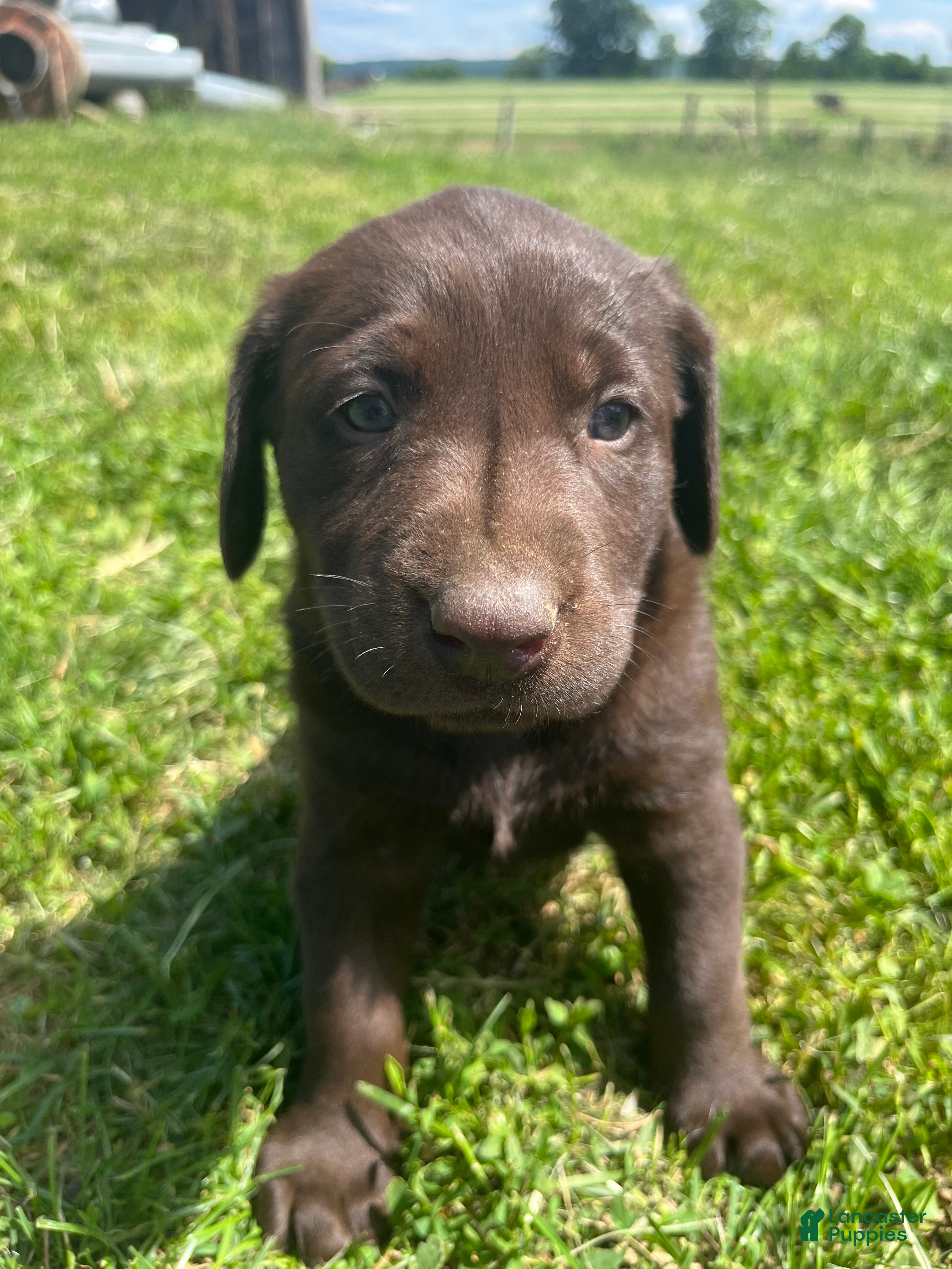 Labrador Retriever dogs Savannah - Ad 21