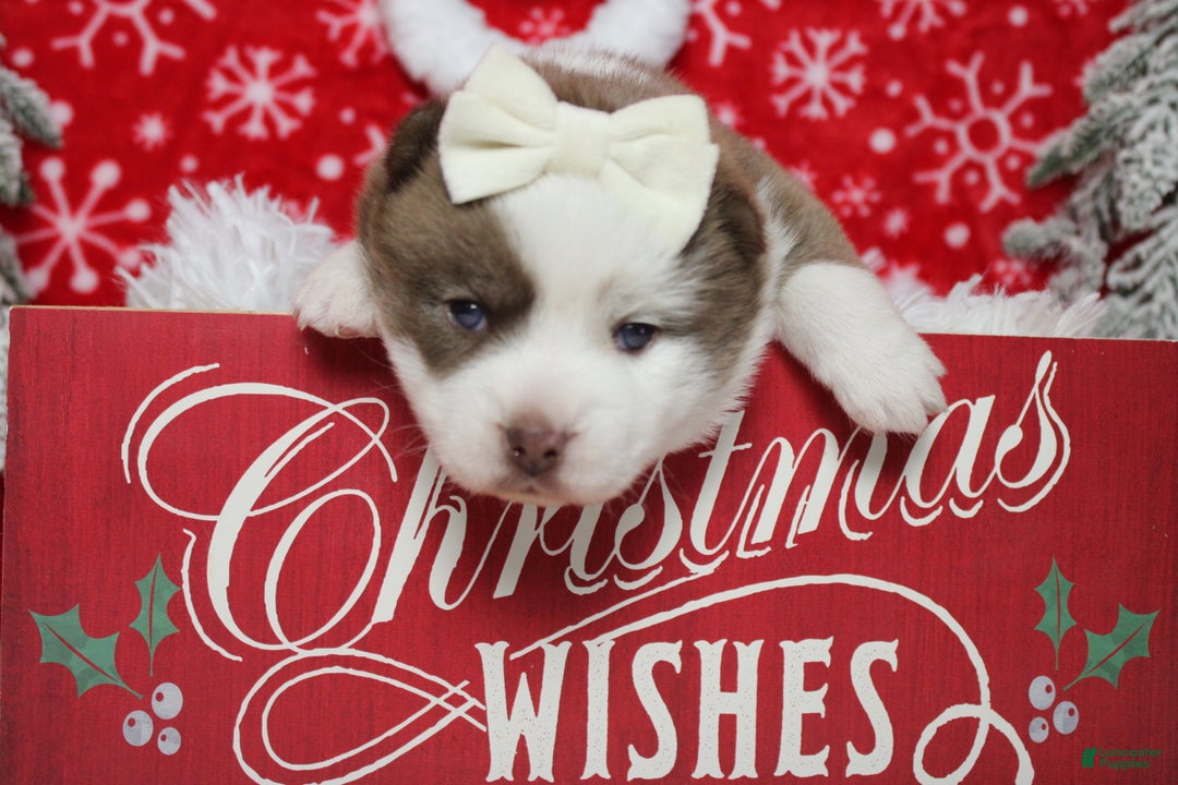 Pomsky dogs for sale: Denali  - Ad 5