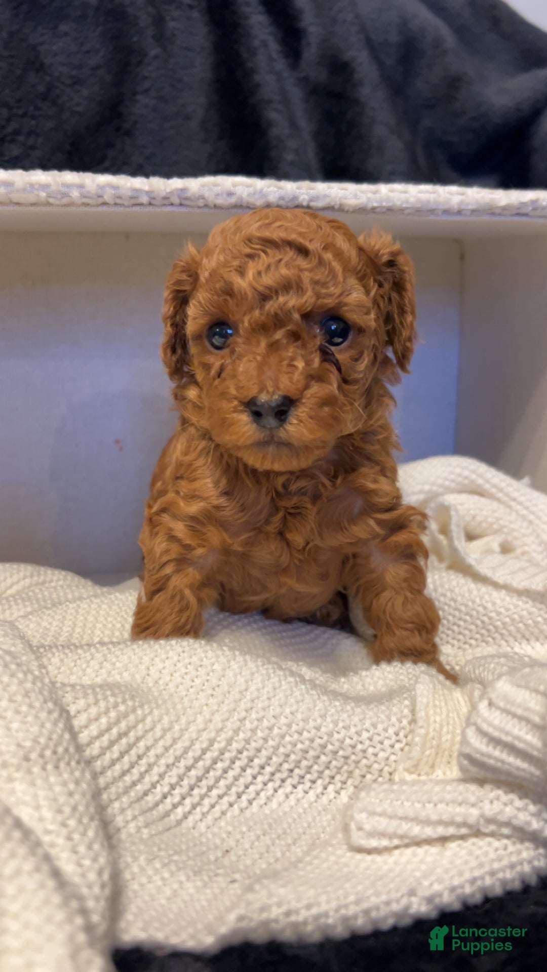 Toy Poodle dogs for sale: Dorthy - Ad 5