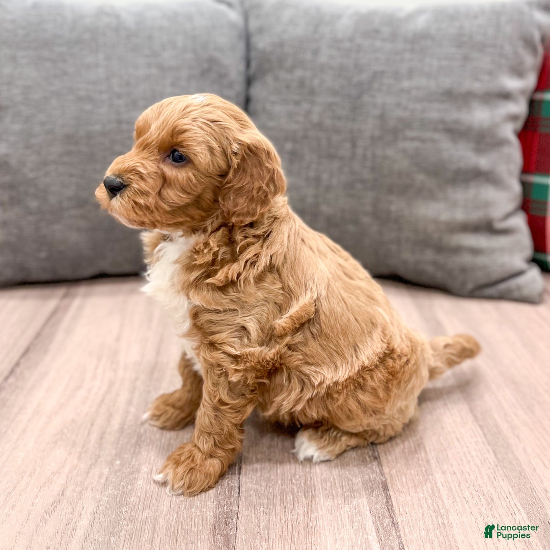 Mini Goldendoodle dogs for sale: Jordan - Ad 7