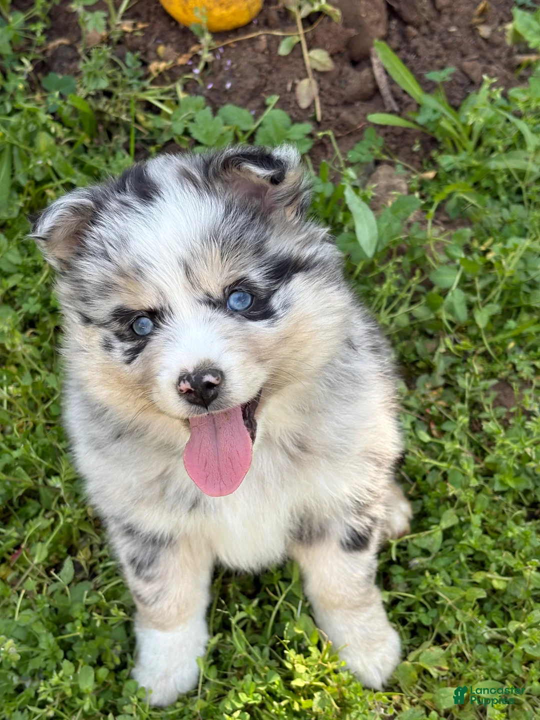 Pomsky dogs for sale: Boba - Ad 2