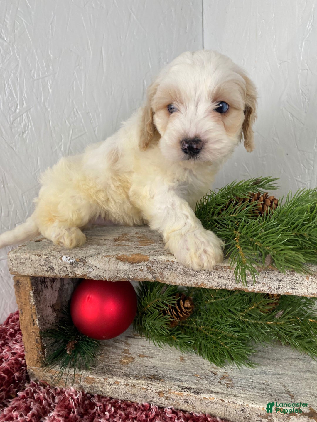 Cockapoo dogs for sale: Milo - Ad 12
