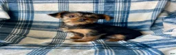 Yorkshire Terrier dogs for sale: Noah Boy - Ad 3
