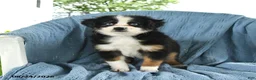 Miniature Australian Shepherd dogs for sale: Blue Boy - Ad 4