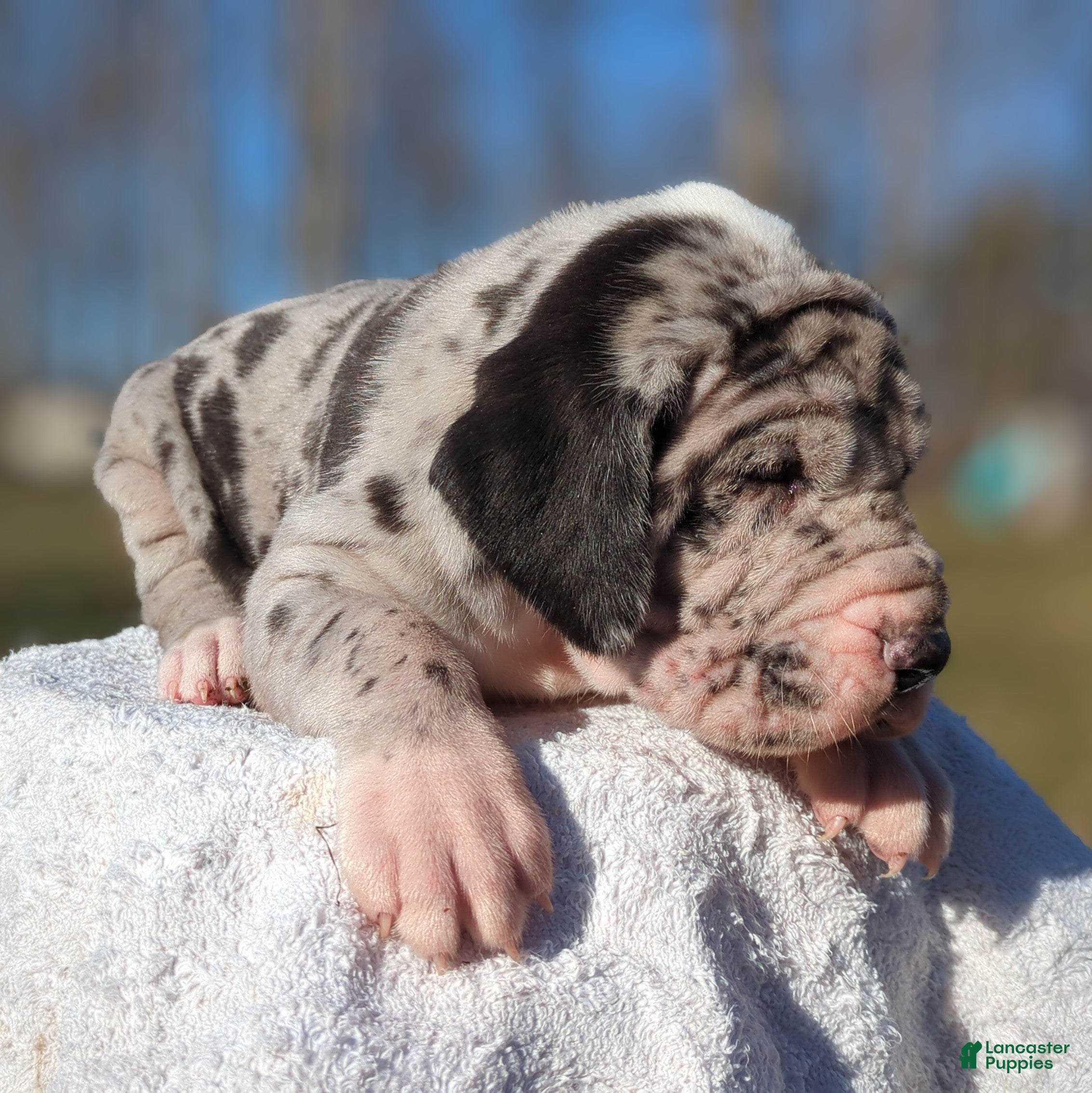 Great Dane dogs Birch - Ad 2