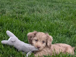 Cavapoo dogs for sale: Twixi - Ad 1