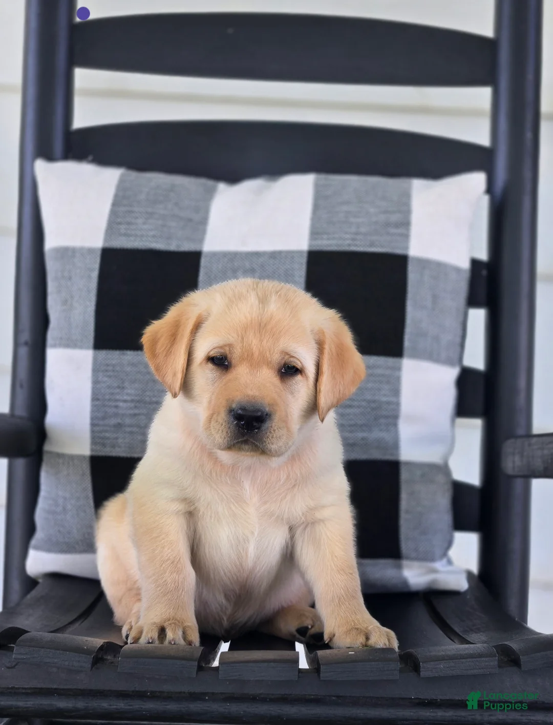 Labrador Retriever dogs for sale: Milo - Ad 2