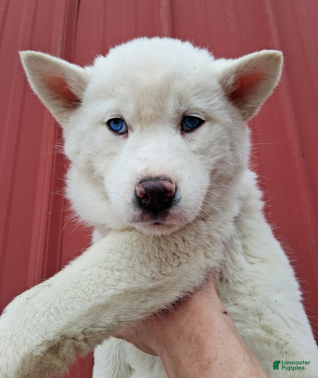 Siberian Husky dogs for sale: Kasper - Ad 1
