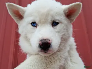 Siberian Husky dogs for sale: Kasper - Ad 3