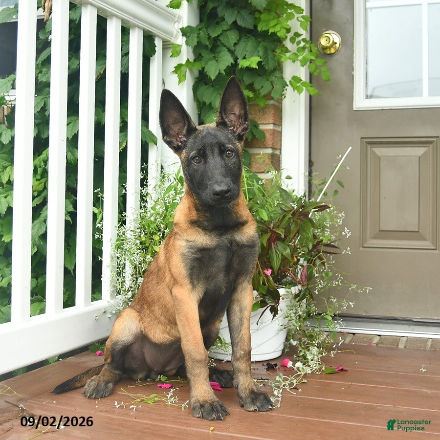Belgian Malinois dogs for sale: Rosy  - Ad 4