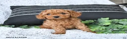 Toy Poodle dogs for sale: Rusty - Ad 5