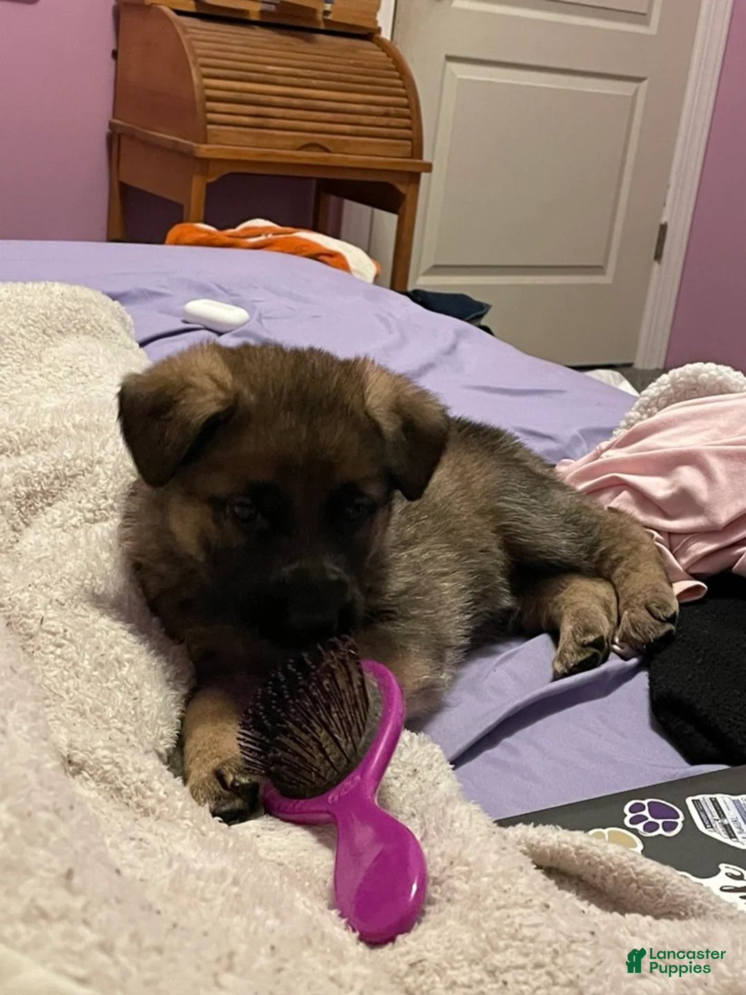 German Shepherd dogs for sale: German Shepherd Puppy 1 - Ad 2