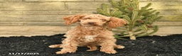 Toy Poodle dogs for sale: Sloane House Raised - Ad 2