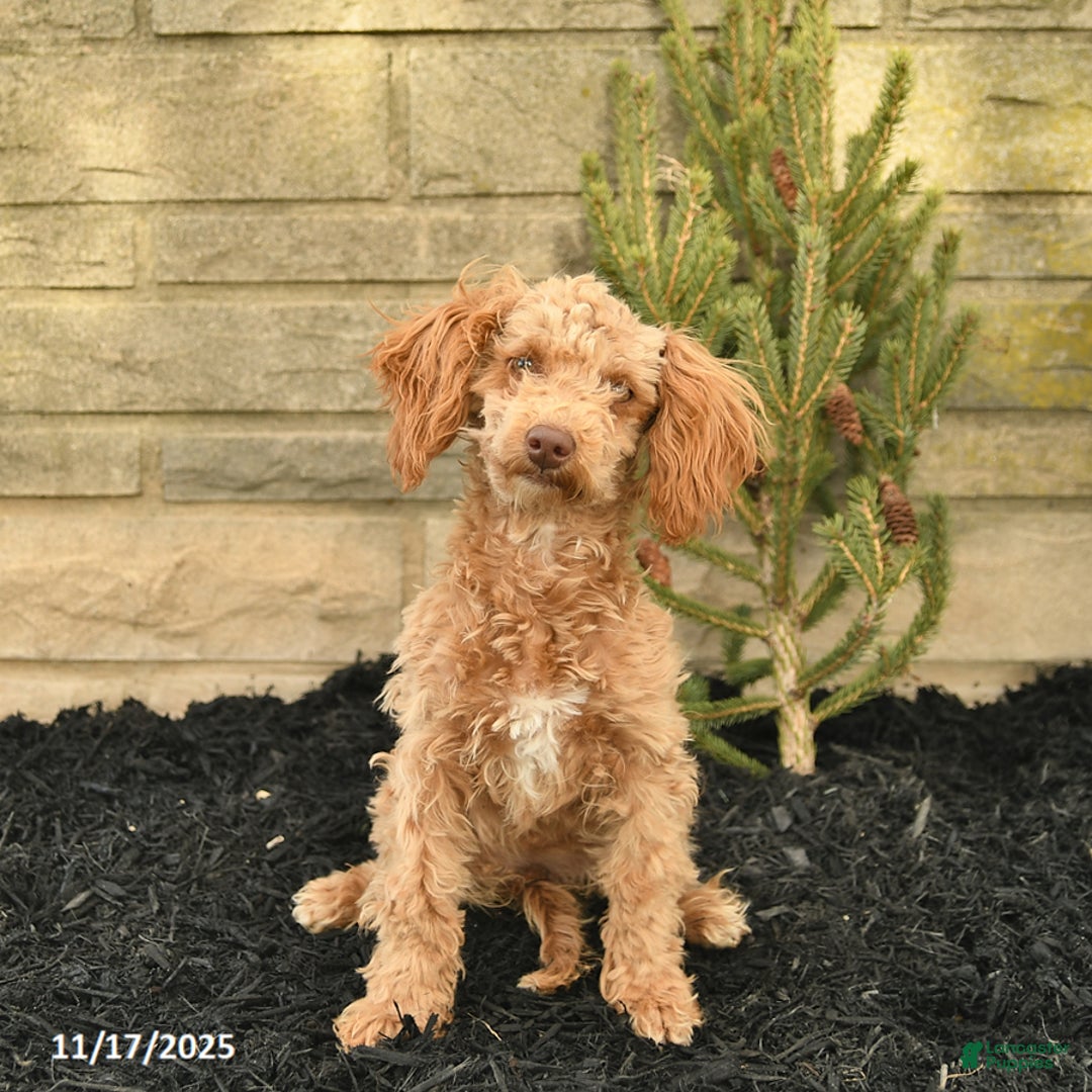 Toy Poodle dogs for sale: Sloane House Raised - Ad 2