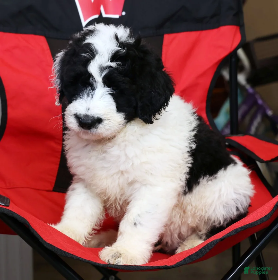 Sheepadoodle dogs for sale: Diesel - Ad 5
